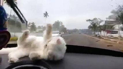 Comment occuper ton chat en voiture!