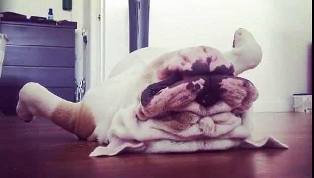 Vous n'en croirez pas vos yeux, ce chien dort les pattes en l'air