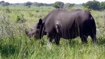 Legendary Battle Rhino Vs Rhino ► Buffalo Vs Rhino