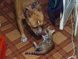 Un chien et un chaton bengal meilleurs potes c'est trop mignon