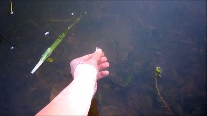 Il chope un gros Black bass à la main!