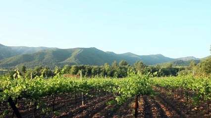 Codorníu presenta 456, el cava más caro del mundo