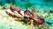 Science Today- Colorful Cephalopods - California Academy of Sciences - YouTube