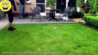 .Best Funny Videos - Dogs scared of cats - Funny animal compilation