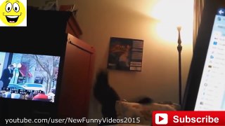 Epic Funny Cats Vines
