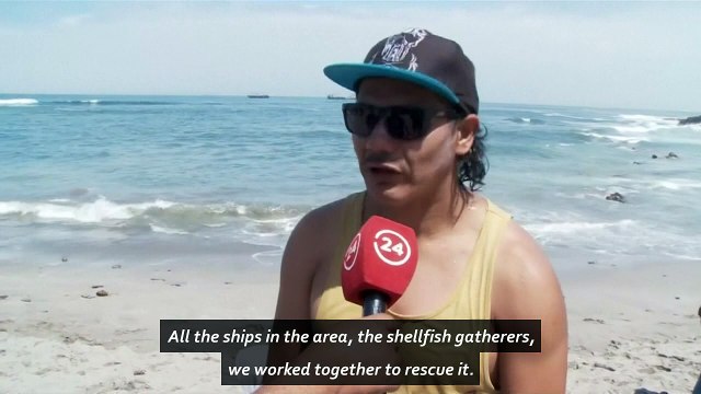 Massive beached whale saved by strangers in Chile