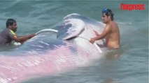 Au Chili, une baleine est sauvée de justesse par des pécheurs