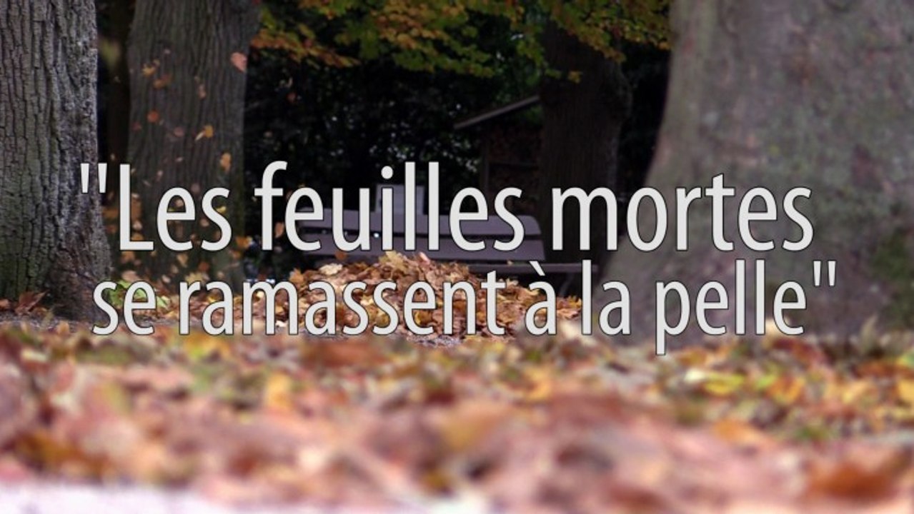 LES FEUILLES MORTES SE RAMASSENT A LA PELLE