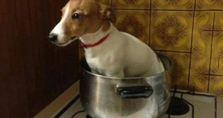 İngiliz Taraftar Çıldırdı: Mourinho Kovulmazsa Köpeğimi Öldüreceğim