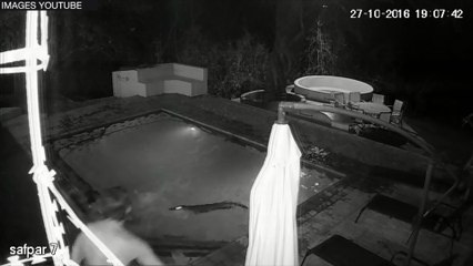 Zimbabwé : un crocodile attaque des touristes dans une piscine