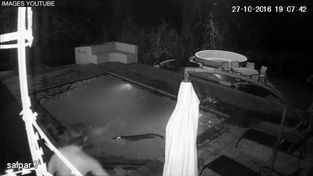 Zimbabwé : un crocodile attaque des touristes dans une piscine