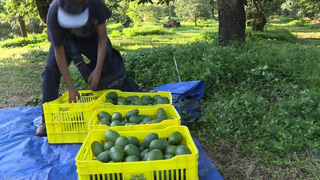 Mexique: des forêts dévastées par la fièvre verte de l'avocat