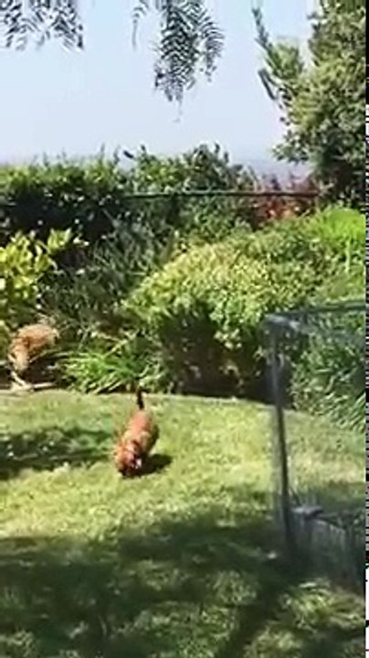 BEAR SCARED OFF BY 2 SMALL DOGS
