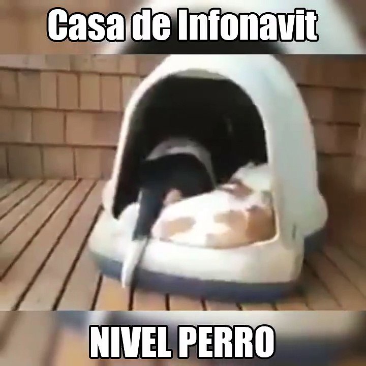 Casa de infonavit nivel perro