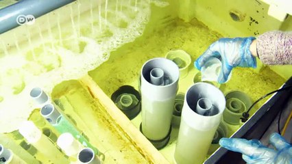 A green, slimy superfood | Eco-at-Africa