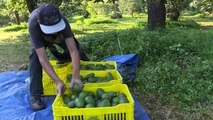 El aguacate amenaza los bosques de Michoacán