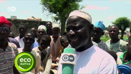 Dodgy donkey business | Eco-at-Africa