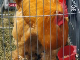 Tavuk ve horozlar 70 ile 100 avro arasında satışa sunuldu