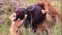 León vs Hipona vs Cocodrilo,Cocodrilo vs Buffalo vs Hipona, INCREÍBLE Buffalo Ataques León – Rachel