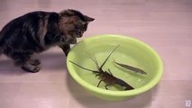 Best lobster vs Cat funny cat video funny kitty 2016 YouTube - YouTube