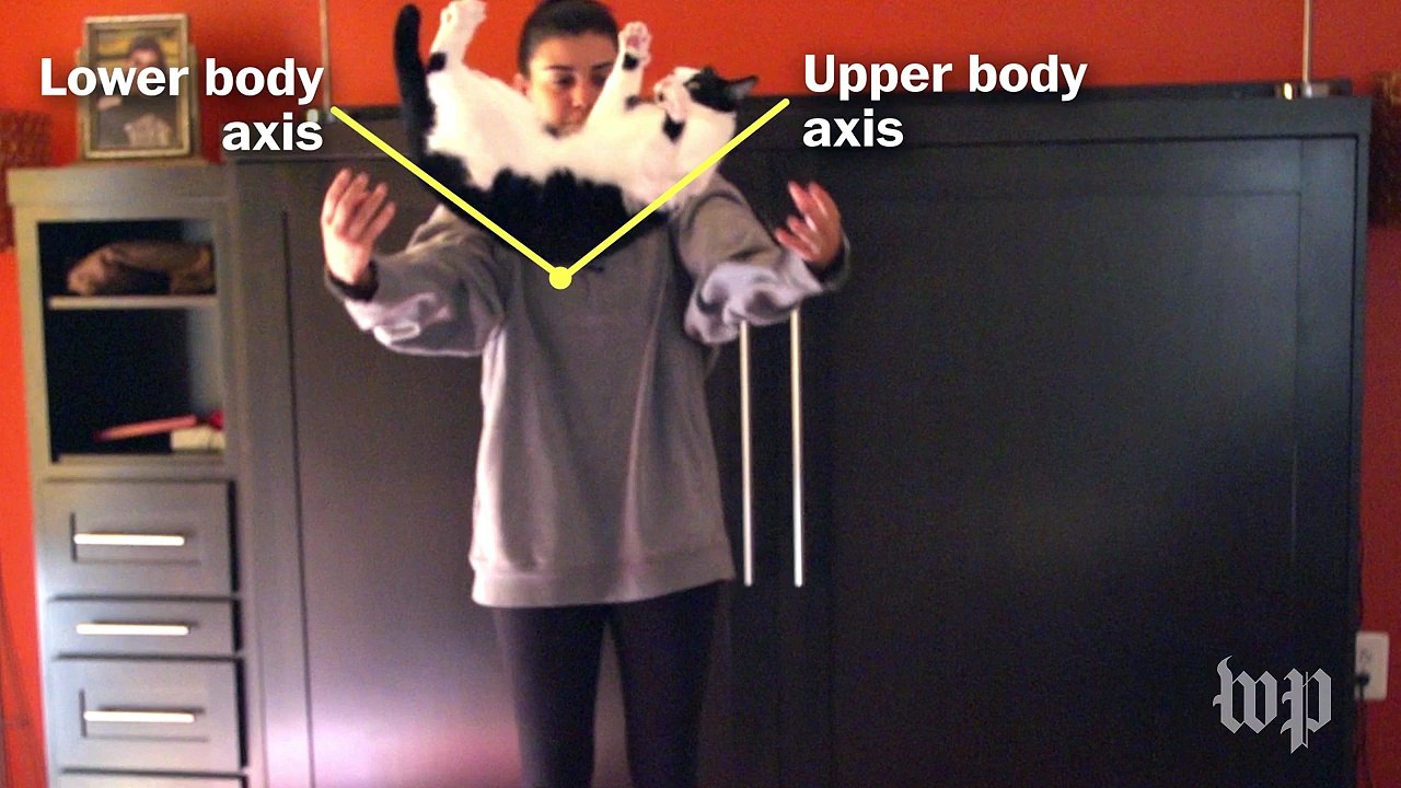 What's the secret to cats always landing on their feet?
