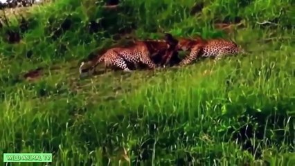 Top 10 Tiger vs antelope, Giant Python vs Crocodile, Lion, buffalo Most Amazing Animals At