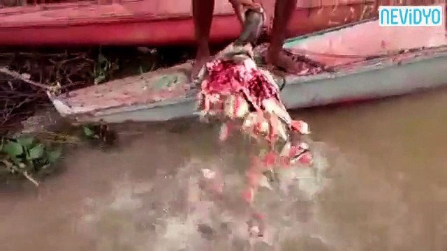 Kelleyi temizlemek için piranaları kullandı