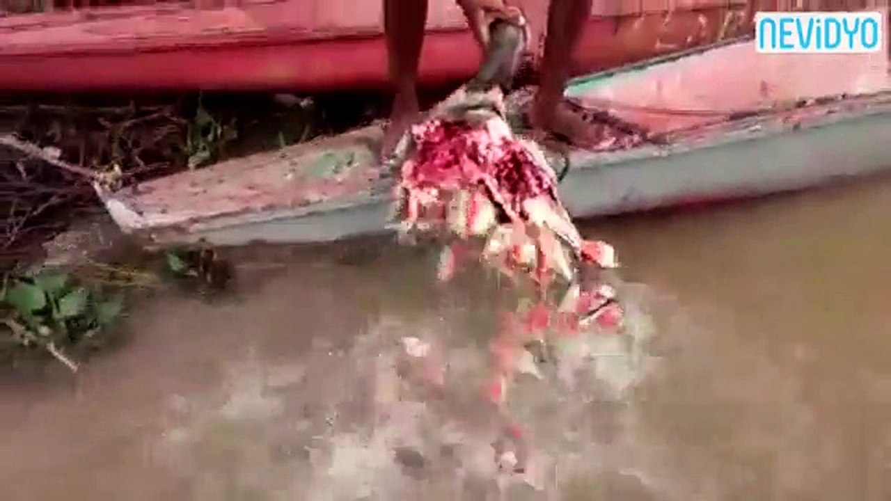 Kelleyi temizlemek için piranaları kullandı
