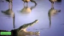 Crocodile vs Lion, Gnu, Crocodile Kills Buffalo | Real Fight Most Amazing Animals Attack H