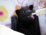Bat enjoying smoothie