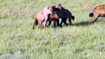 Increíble Depredadores Luchar contra la Gran Batalla de los Animales Real de la Pelea Gorila, Oso, León HD