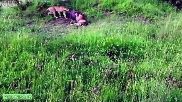 Top 10 de Tigre vs el antílope, el Gigante de Python vs Cocodrilo, el León, el búfalo de la Mayoría de los Increíbles Animales Ataque