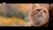 História de amizade entre gato e morador de rua vira filme