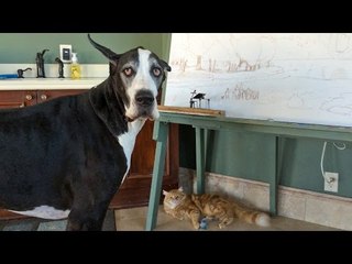 Great Dane Complains About Being Unable to Play With Cat's Toy