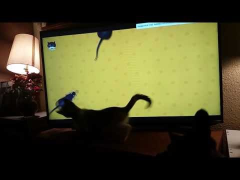 Kitten Is Mesmerized by Cartoon Mice on TV Screen