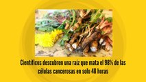 Científicos descubren una raíz que mata el 98% de las células cancerosas