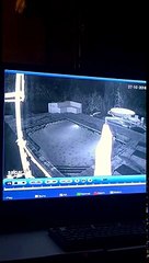 Crocodile dans une piscine d'hotel au Zimbabwe