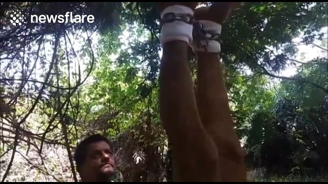 Brazilian activist is hung by his feet above dangerous snake