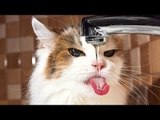 Nothing will make you laugh harder than cats - Funny cat compilation