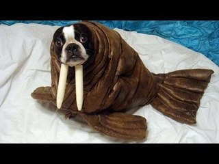 Only the best and funniest ANIMAL moments #10 - Funny animal compilation - Watch & laugh!