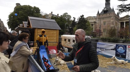 Les chiens de traîneaux ariégeois en opération séduction à Toulouse