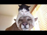 Cats can make anyone laugh - Funny cat compilation