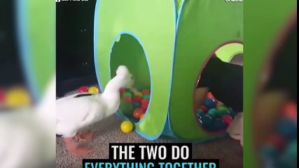 Top 10 Viral Videos Posted On Facebook - Part 4