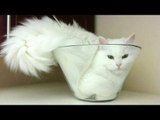 Cats are super funny creatures that make us laugh - Funny cat & kitten compilation