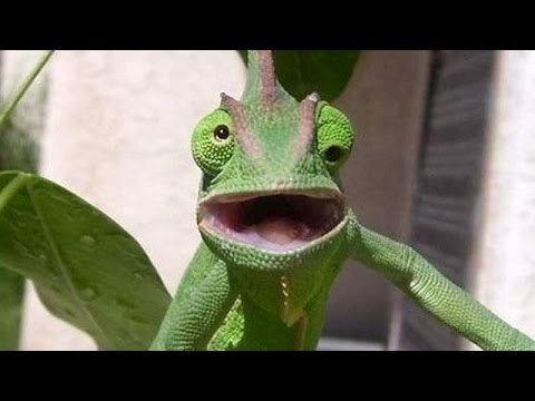 Funniest, cutest and most amusing ANIMAL videos #4 - Funny animal compilation - Watch & laugh!