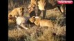 CRAZIEST Animal Fights Caught On Camera Most Amazing Wild Animal Attacks Lion,Giraffe –