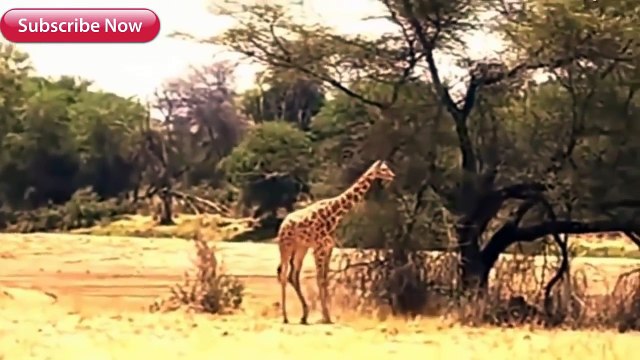 Most Amazing Wild Animal Attacks Big Battle Animals Fight,Lion,Giraffe,Giant Anaconda,Dog