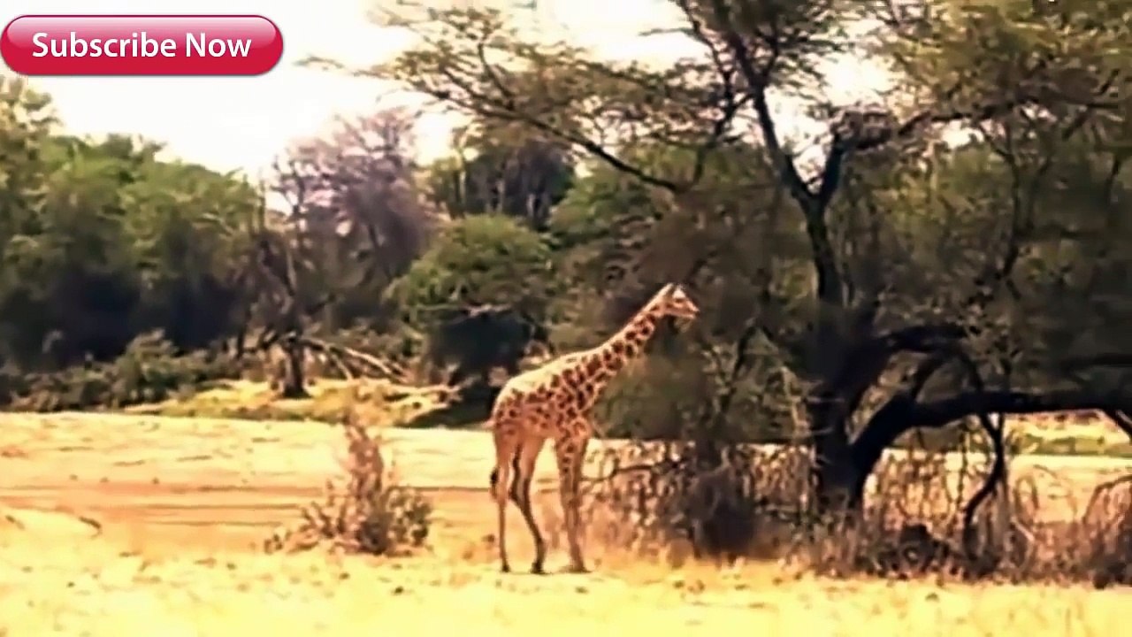 Most Amazing Wild Animal Attacks Big Battle Animals Fight,Lion,Giraffe,Giant Anaconda,Dog