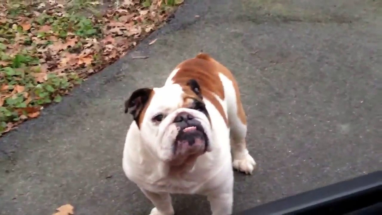 Otis the Bulldog Welcomes Me Home For Xmas