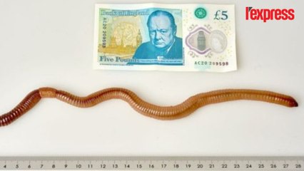 Voici Dave, le plus grand ver de terre d’Angleterre